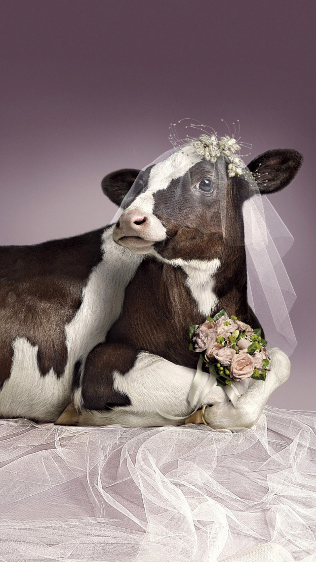 Das Bride Cow Wallpaper 640x1136