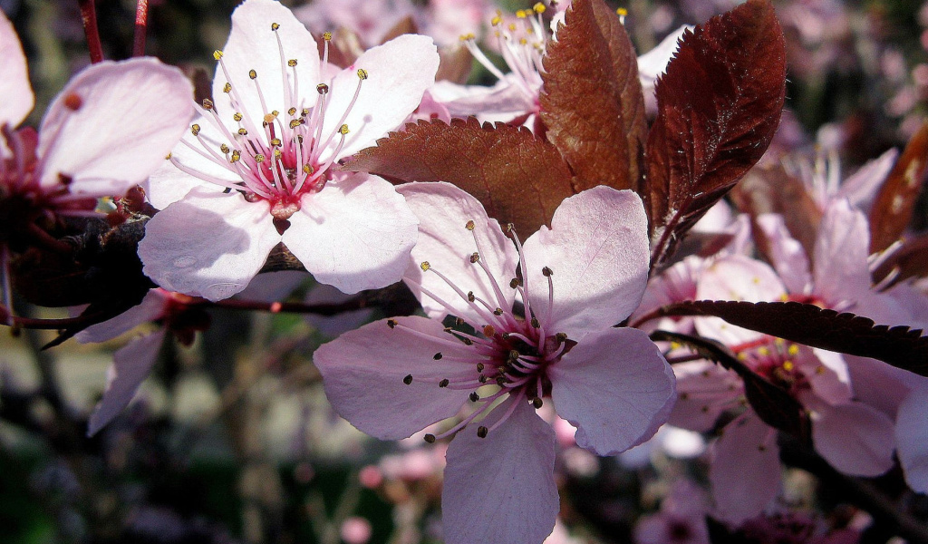 Screenshot №1 pro téma Pink Spring Tree 1024x600