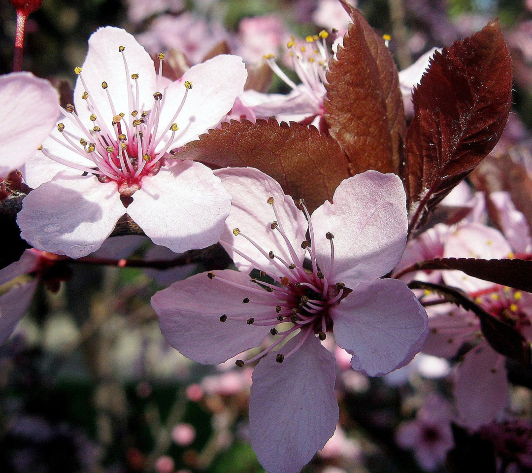 Fondo de pantalla Pink Spring Tree 1080x960