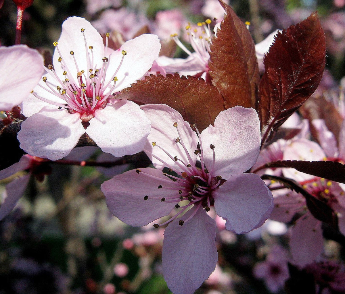 Pink Spring Tree screenshot #1 1200x1024