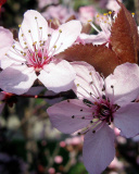 Pink Spring Tree screenshot #1 128x160