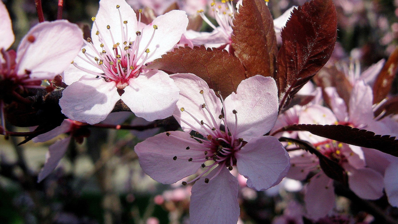 Pink Spring Tree wallpaper 1366x768