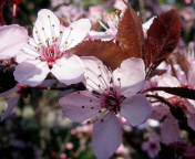 Sfondi Pink Spring Tree 176x144