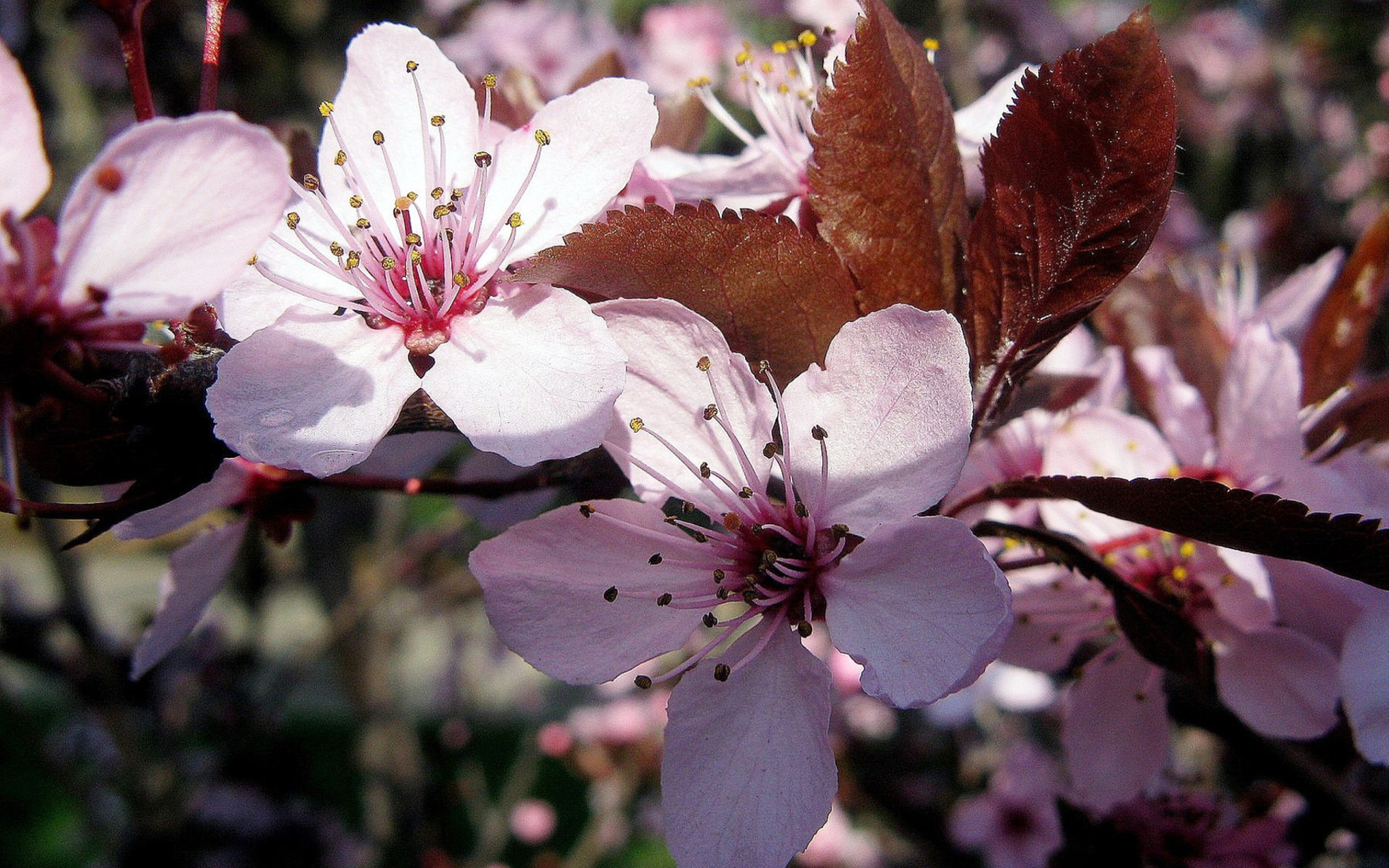 Das Pink Spring Tree Wallpaper 1920x1200