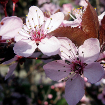 Fondo de pantalla Pink Spring Tree 208x208