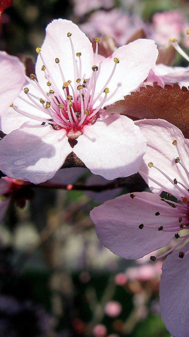 Sfondi Pink Spring Tree 640x1136