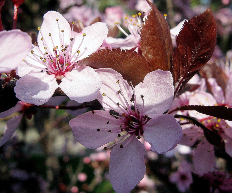 Pink Spring Tree screenshot #1 960x800