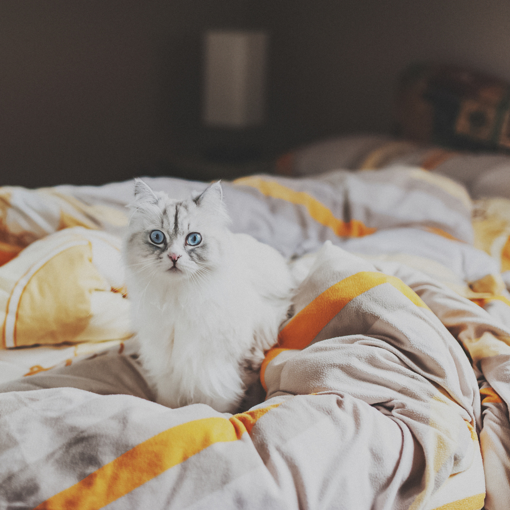 Обои White Cat With Blue Eyes In Bed 1024x1024
