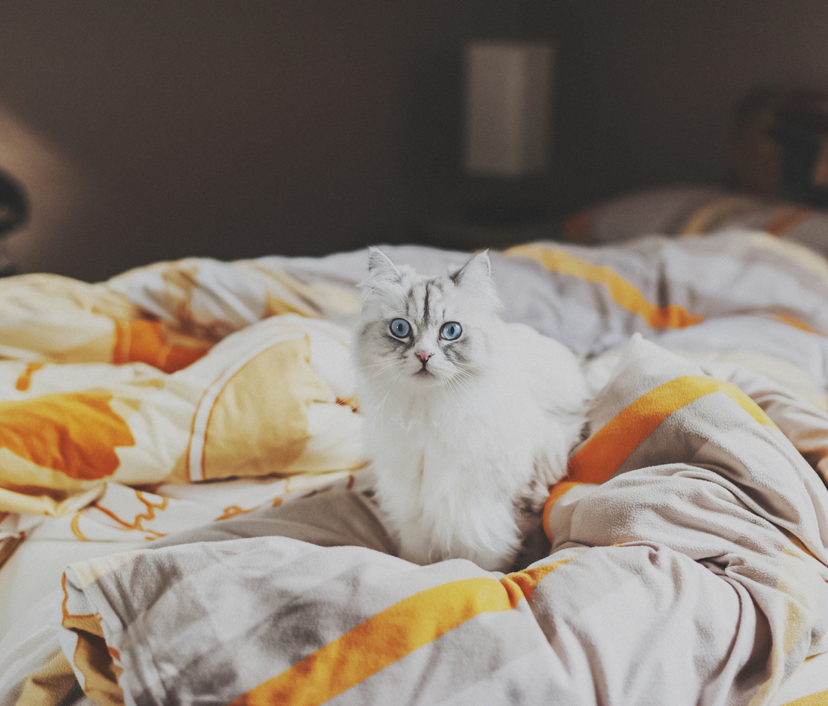 Sfondi White Cat With Blue Eyes In Bed 1200x1024