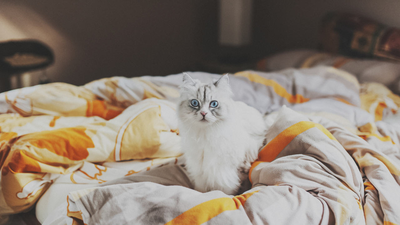Fondo de pantalla White Cat With Blue Eyes In Bed 1280x720