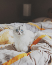 White Cat With Blue Eyes In Bed wallpaper 176x220
