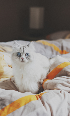 Sfondi White Cat With Blue Eyes In Bed 240x400