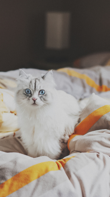 White Cat With Blue Eyes In Bed wallpaper 360x640