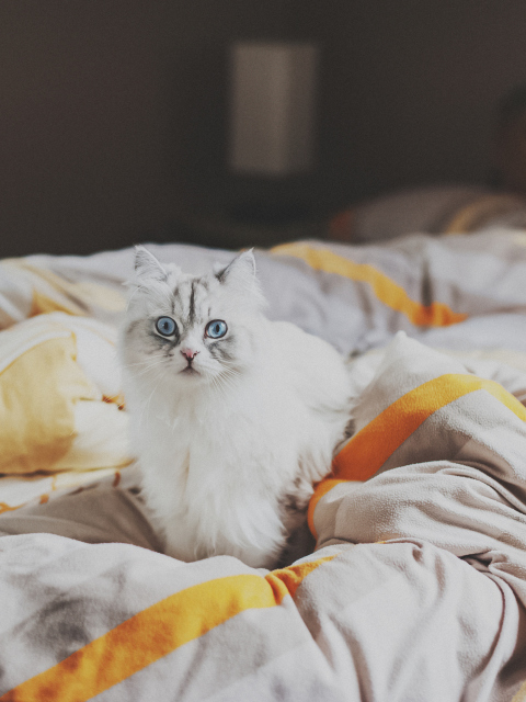 White Cat With Blue Eyes In Bed wallpaper 480x640