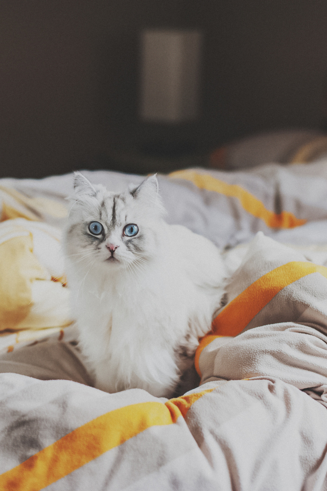 Screenshot №1 pro téma White Cat With Blue Eyes In Bed 640x960