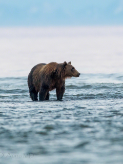 Das Brown Bear Wallpaper 240x320