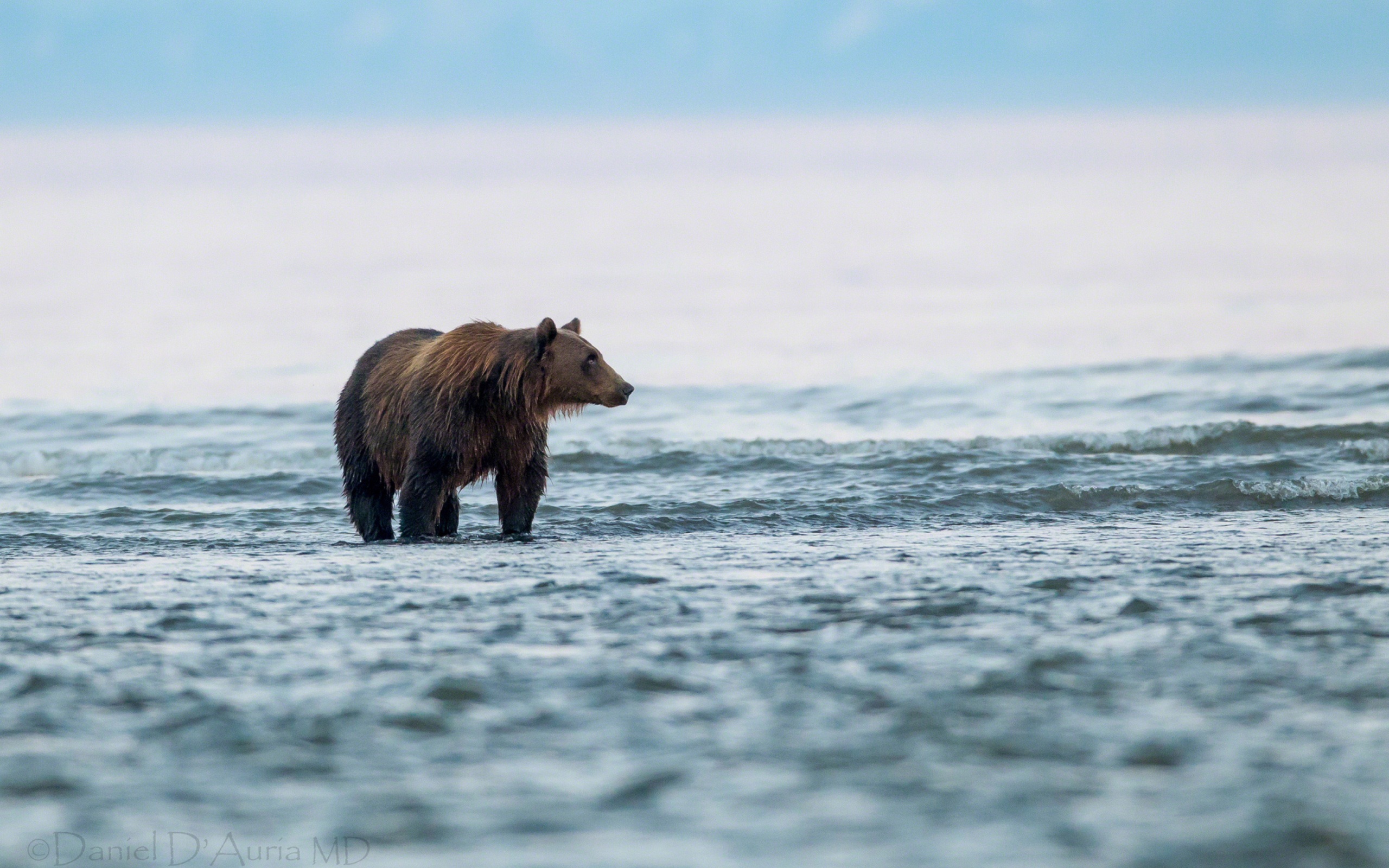 Fondo de pantalla Brown Bear 2560x1600