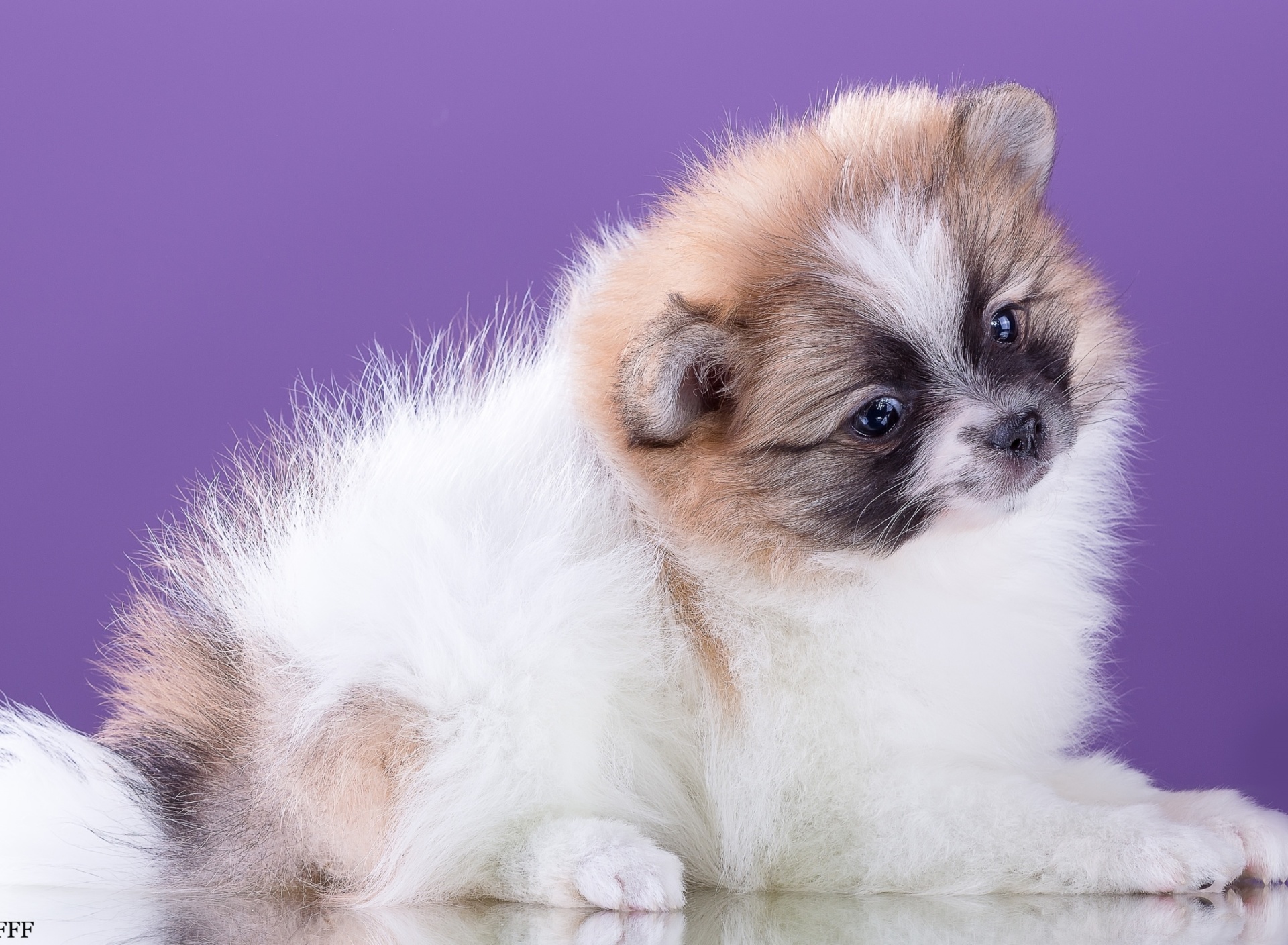 Spitz puppy wallpaper 1920x1408