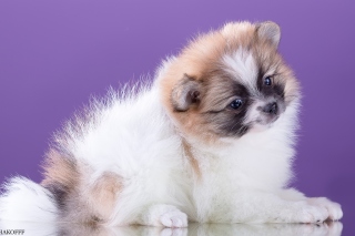 Spitz puppy sfondi gratuiti per cellulari Android, iPhone, iPad e desktop