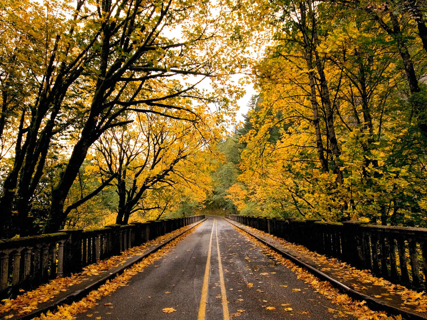 Обои Wet autumn road 1400x1050