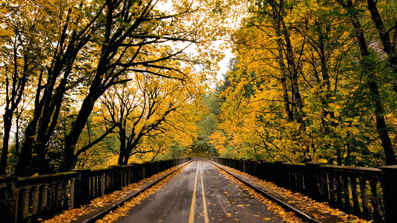 Wet autumn road wallpaper 1600x900