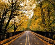 Das Wet autumn road Wallpaper 176x144