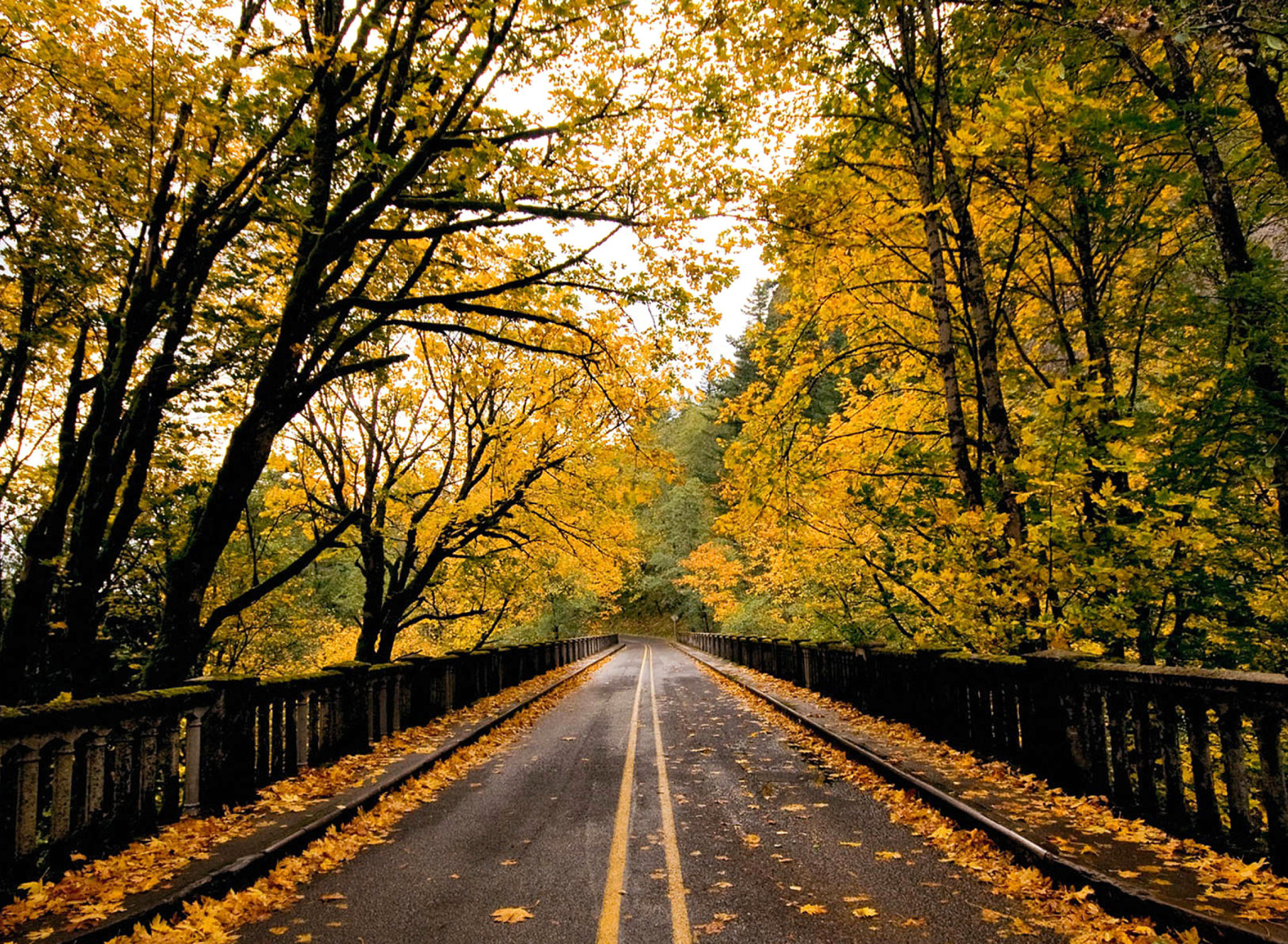 Sfondi Wet autumn road 1920x1408