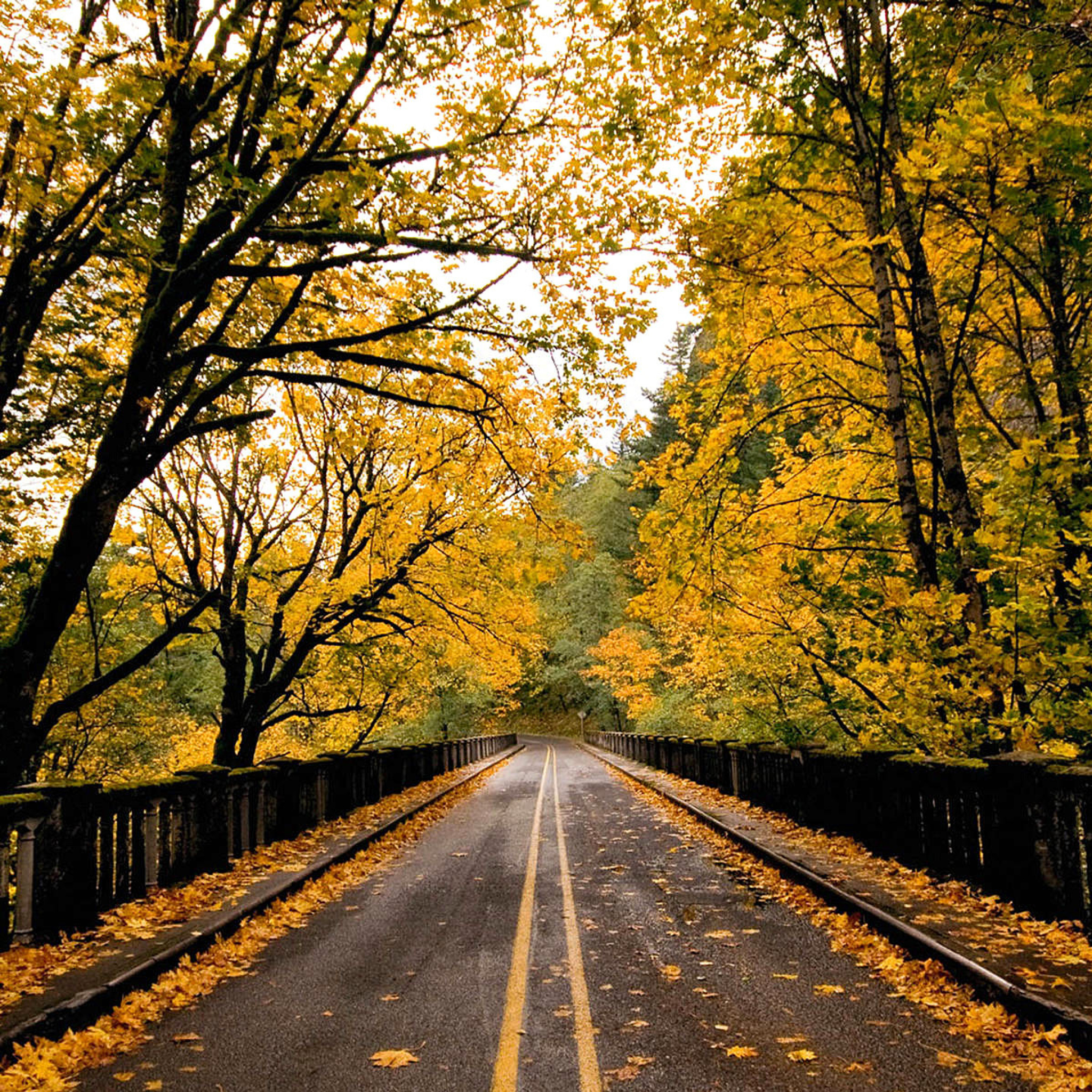 Screenshot №1 pro téma Wet autumn road 2048x2048