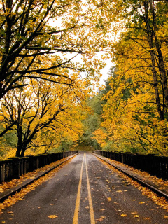 Das Wet autumn road Wallpaper 240x320