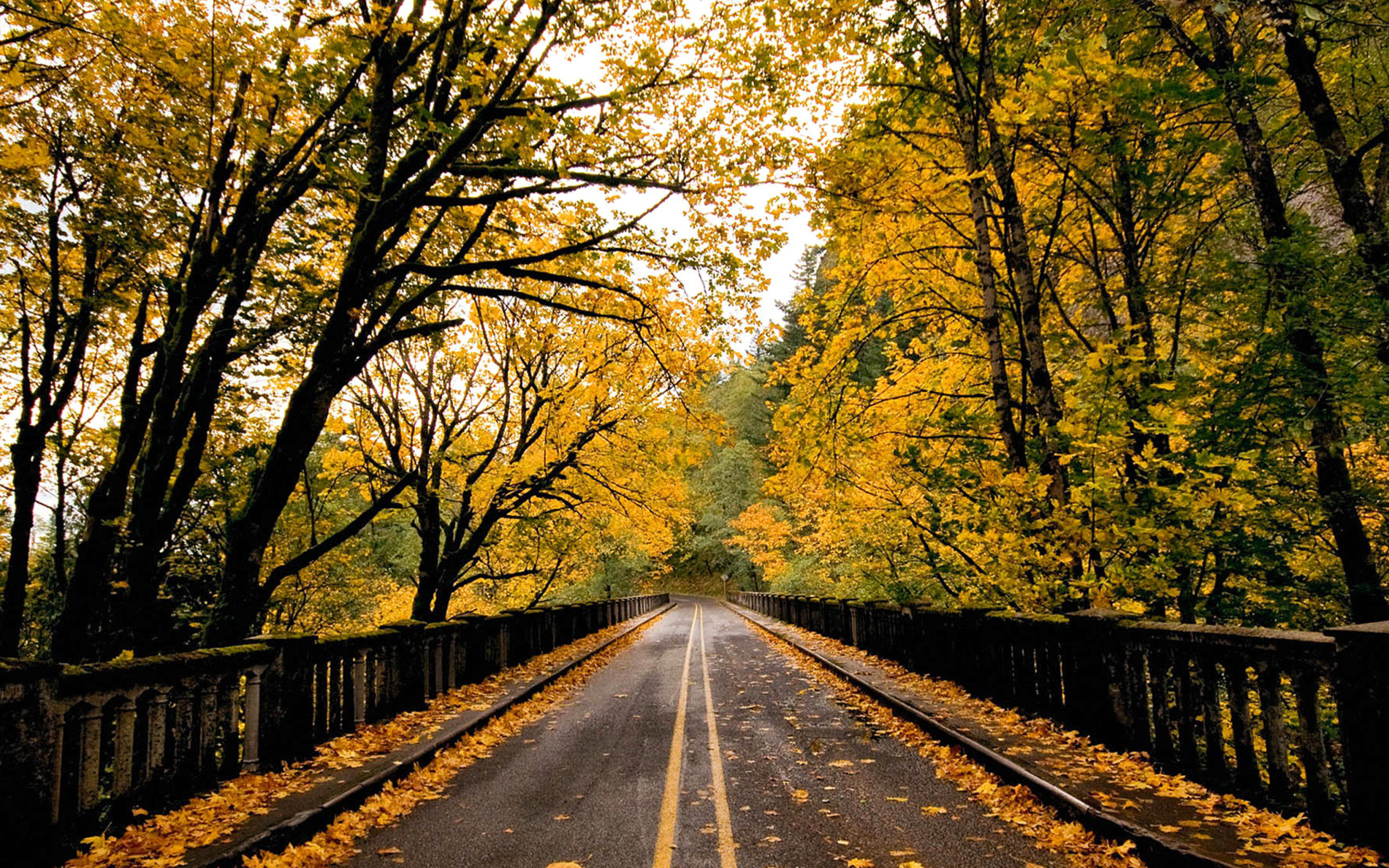 Wet autumn road wallpaper 2560x1600