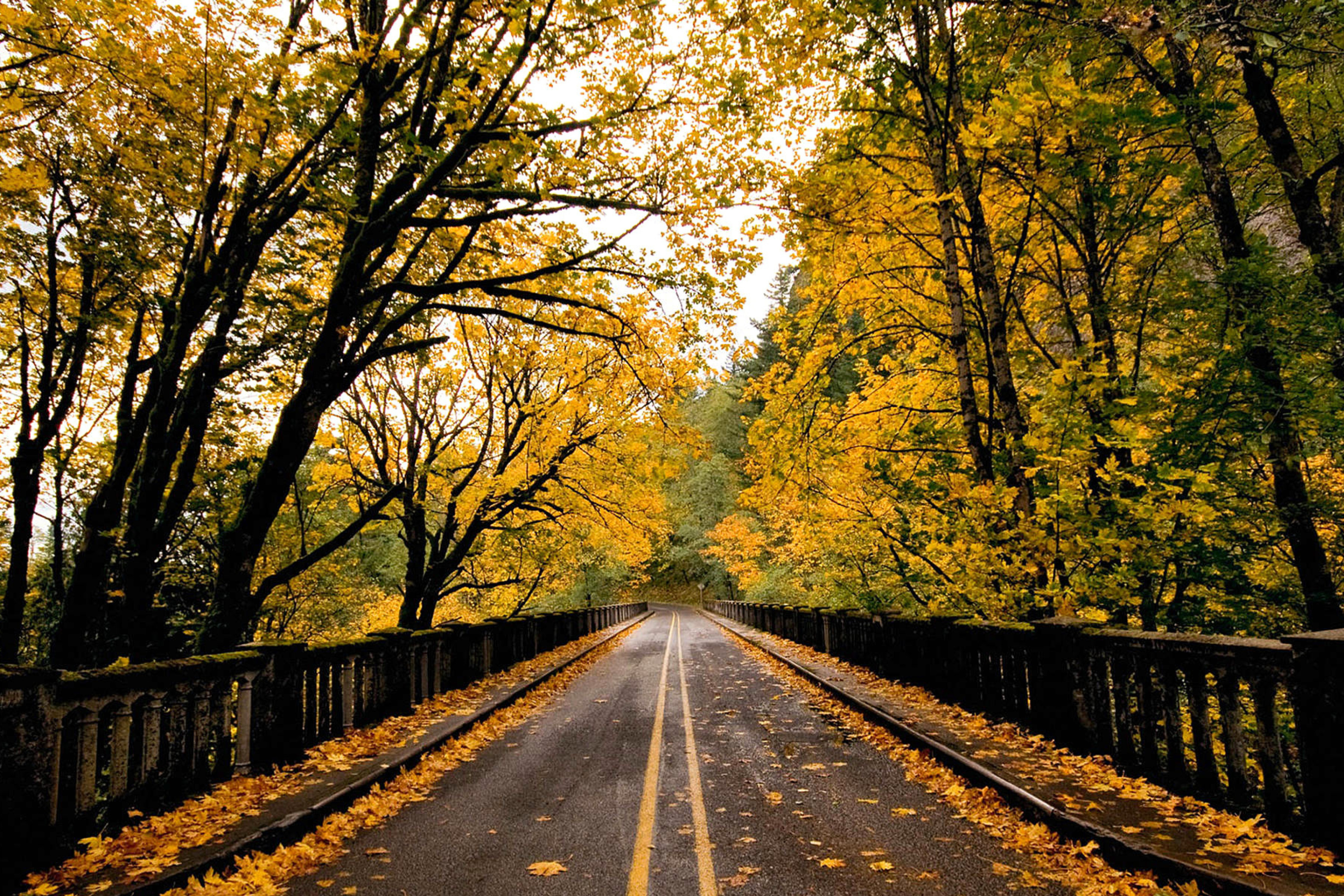 Осенняя дорога домой. Осенняя дорога. Дорога в осень. Пейзаж с дорогой. Заставка на рабочий стол осень.