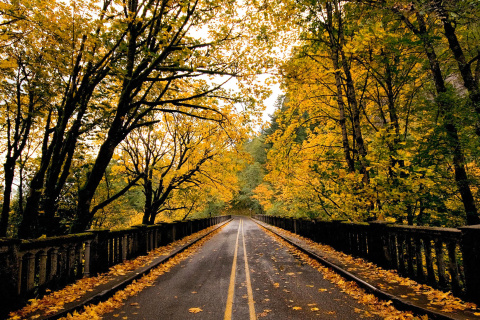 Das Wet autumn road Wallpaper 480x320