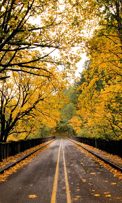 Das Wet autumn road Wallpaper 480x800