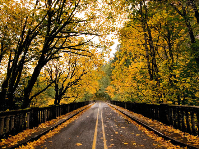 Das Wet autumn road Wallpaper 640x480