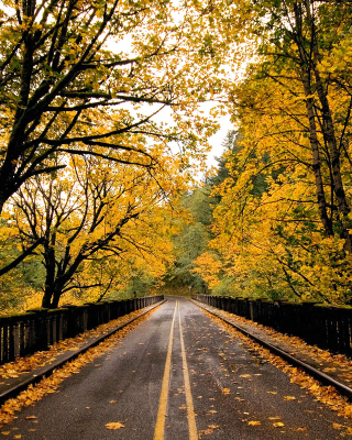 Wet autumn road Picture for 240x320
