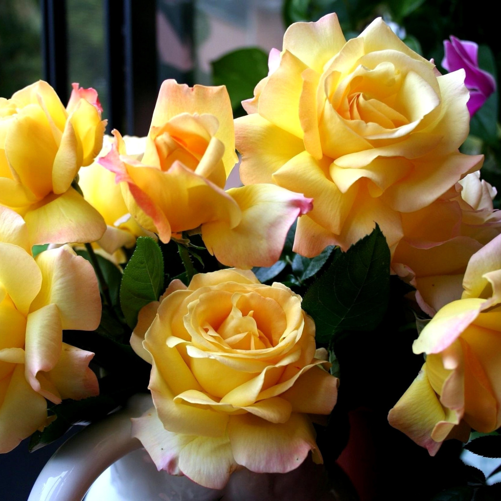 Обои Yellow roses 1024x1024