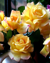 Обои Yellow roses 176x220