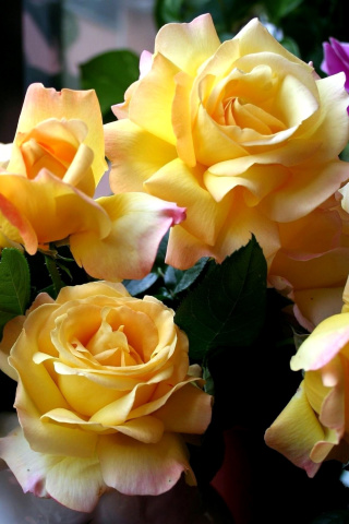 Fondo de pantalla Yellow roses 320x480