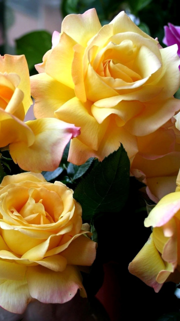 Обои Yellow roses 360x640