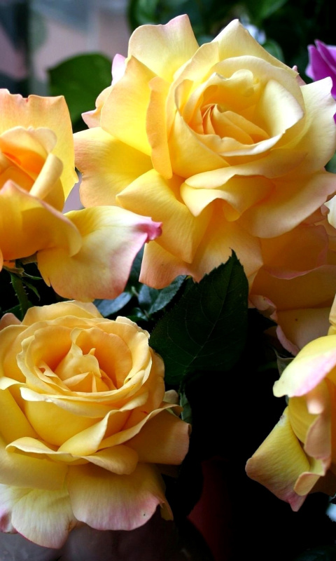Обои Yellow roses 480x800