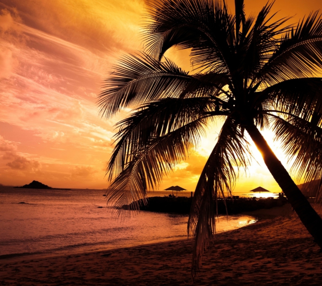 Fondo de pantalla Palm Tree 1080x960