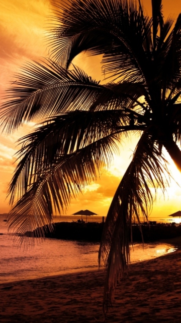 Palm Tree screenshot #1 360x640