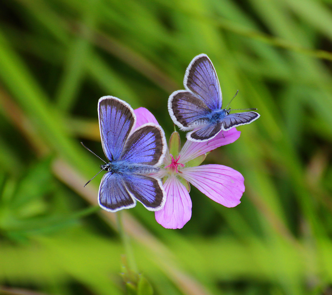 Обои Butterfly on Grass Bokeh Macro 1080x960