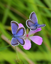 Das Butterfly on Grass Bokeh Macro Wallpaper 176x220