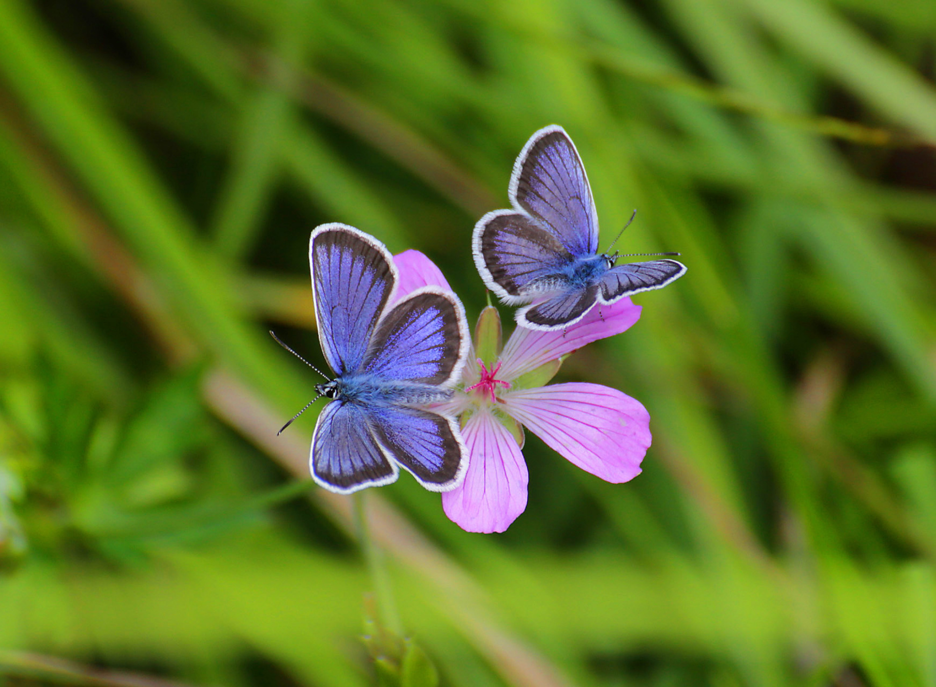 Обои Butterfly on Grass Bokeh Macro 1920x1408