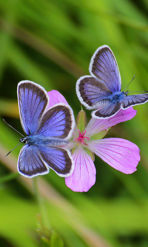 Обои Butterfly on Grass Bokeh Macro 480x800