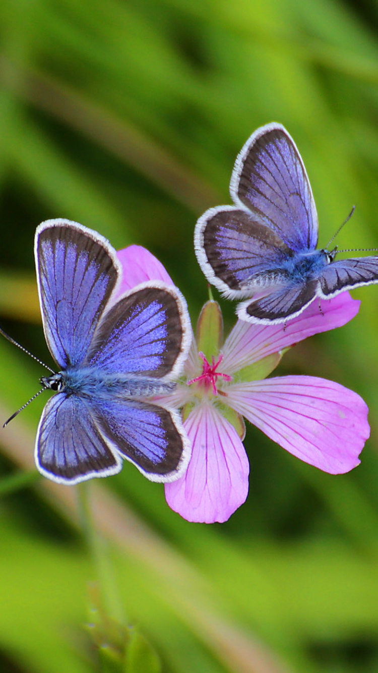 Обои Butterfly on Grass Bokeh Macro 750x1334