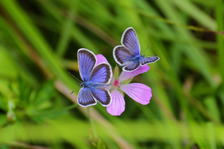 Butterfly on Grass Bokeh Macro - Obrázkek zdarma 