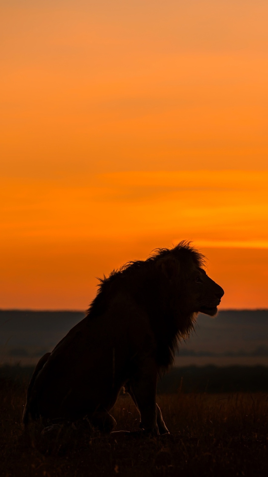 Sfondi Savannah and lion 1080x1920