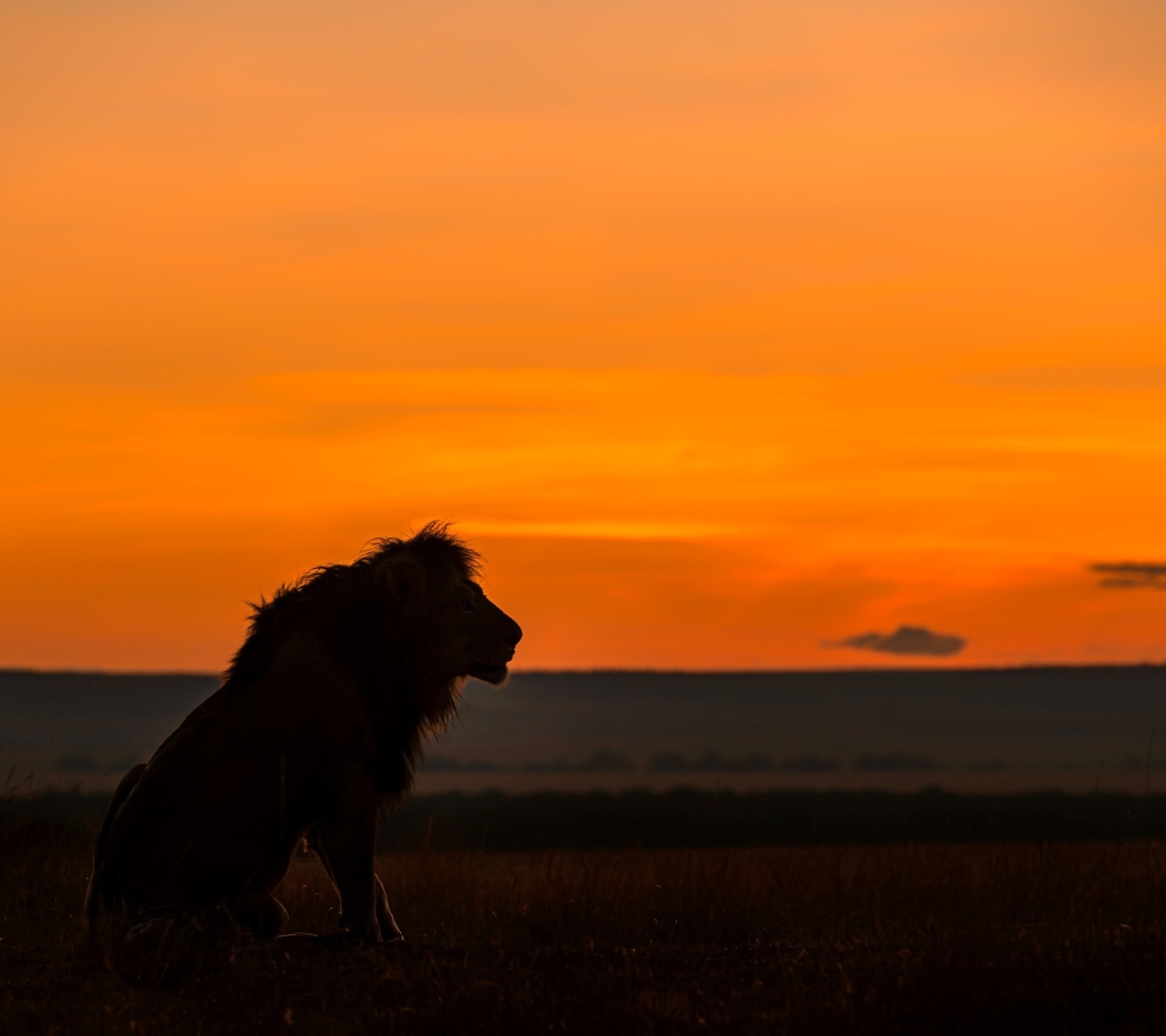 Savannah and lion wallpaper 1440x1280